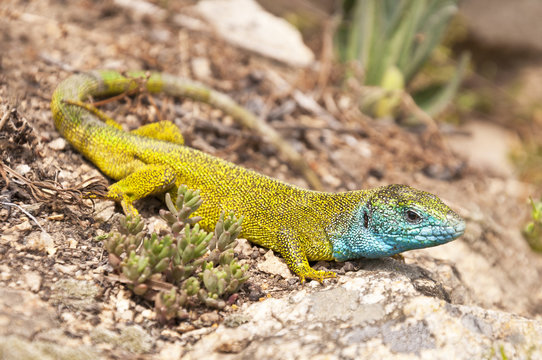 Lacerta viridis (European green lizard), Vineyard Sobes, South M