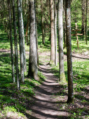 empty country road in forest