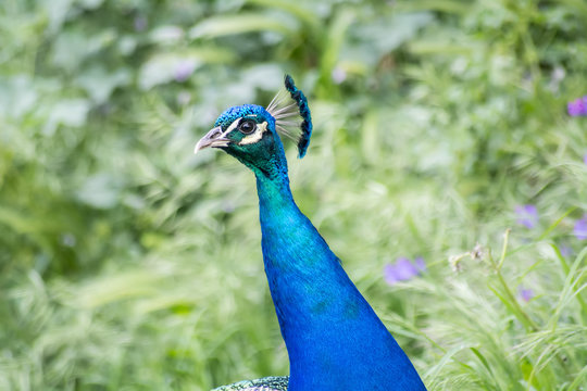 Peacock male in the field (Indian peafowl, Pavo cristatus)