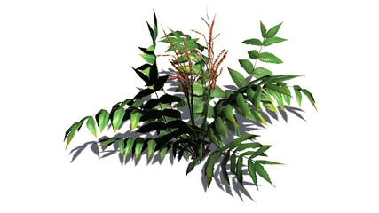 False Spirea plant - isolate on white background 