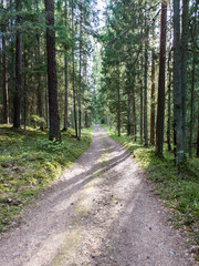Fototapeta premium empty country road in forest