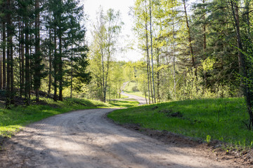 empty country road in forest