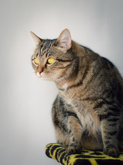 portrait of young male cat (white background)