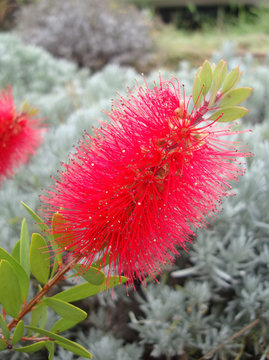 Callistemon ou plante rince-bouteille