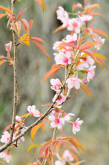 cherry tree blossom