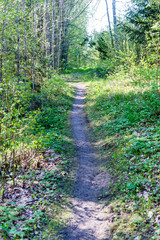 empty country road in forest