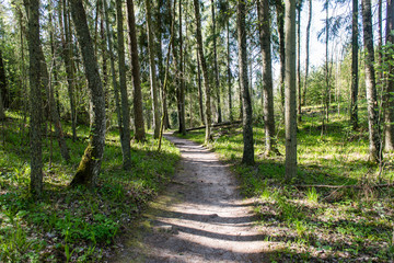 empty country road in forest