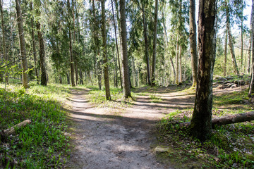 Fototapeta premium empty country road in forest