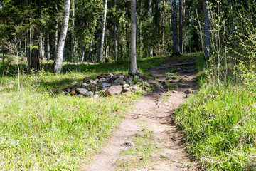 empty country road in forest