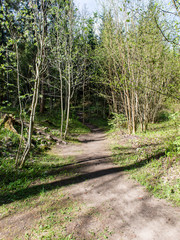 empty country road in forest