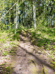 empty country road in forest