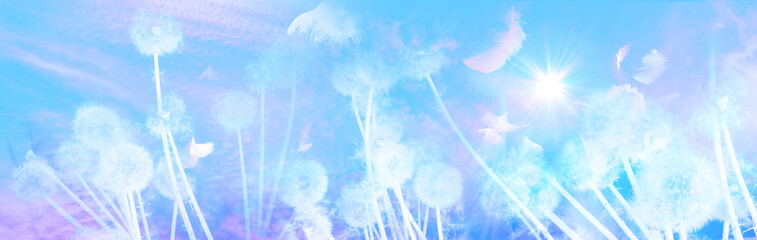 White Dandelions Sunrise with Feathers © designnatures