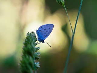 Cupido (Everes) alcetas - Provencal Short Tailed Blue. Backlit a