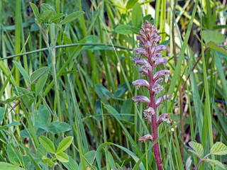 Orobanche - broomrape. Parasitic plant in habitat, environment