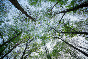 up view of tree branches