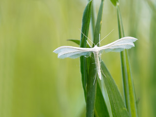 Fototapeta premium White Plume Moth, Pterophorus pentadactyla. Pretty, fluffy, feat