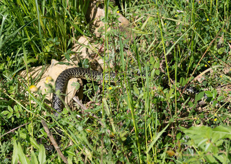 Fototapeta premium Snake in the grass. Green Whip Snake, white. Hierophis viridifla