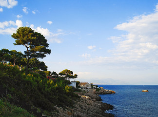 rocky coast and pine trees