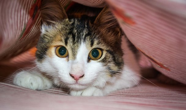 Gatto sotto le coperte