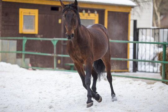 Horse in the open-air cage in winter