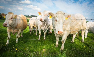 Weiße Kühe auf der Weide
