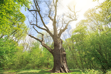 old dry oak