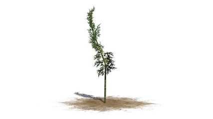 Fototapeta premium bamboo - isolated on white background 