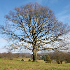 Obraz premium Big Solitary Tree