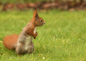 European squirrel sitting on the grass (Sciurus)