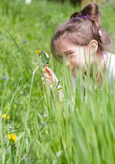 Little girl is playing on green meadow and examining field flowe