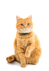 ginger cat isolated