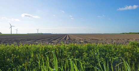 Waving grass along a plowed field in spring