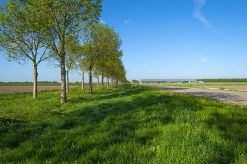 Waving grass along a plowed field in spring