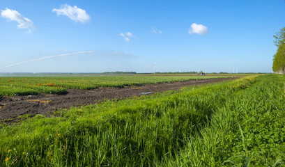 Water cannon irrigating a field with tulips in spring