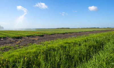 Water cannon irrigating a field with tulips in spring