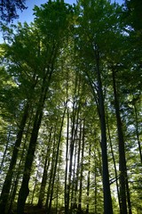 Fototapeta premium Sonnenstrahlen im Wald