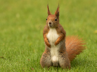 European squirrel sitanding on the grass (Sciurus)