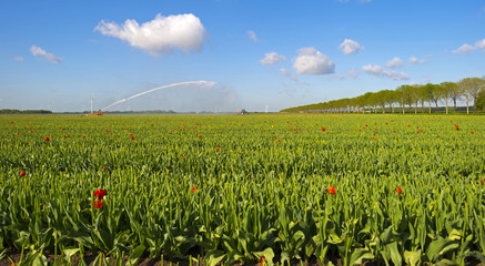 Water cannon irrigating a field with tulips in spring