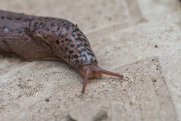 great grey or leopard slug
