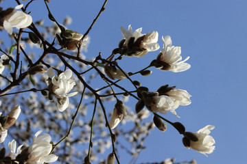 Magnolia Flower