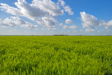 Green wheat on a field in spring