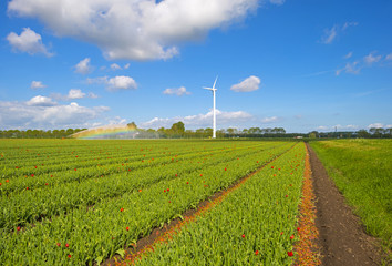 Water cannon irrigating a field with tulips in spring