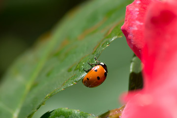 Coccinella KTM