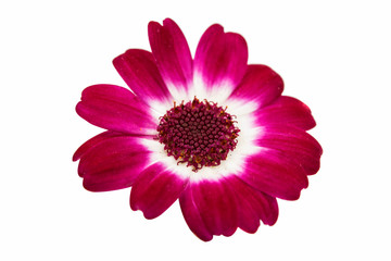Fototapeta premium small beautiful flowers