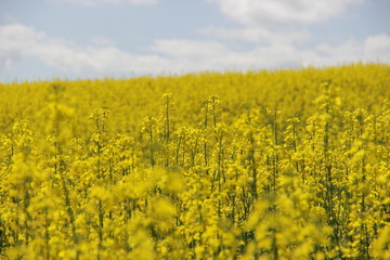 Obraz premium yellow field