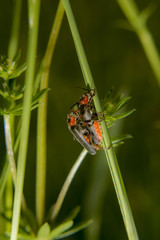 Weichkäfer Hintergrund
