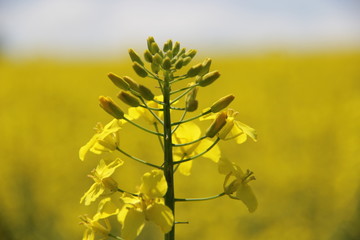 Obraz premium yellow field