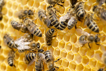  bees on honeycells