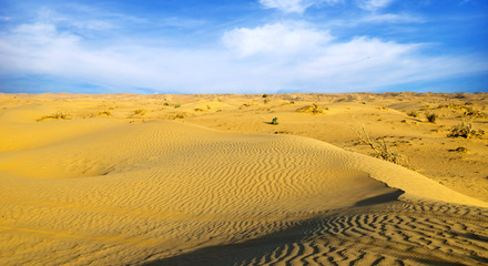 Desert landscape