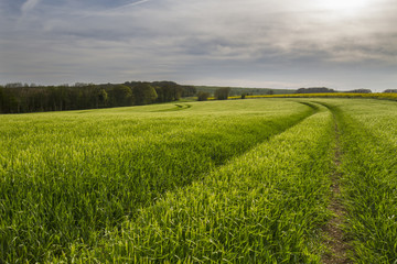 tracks in crop field over countryside